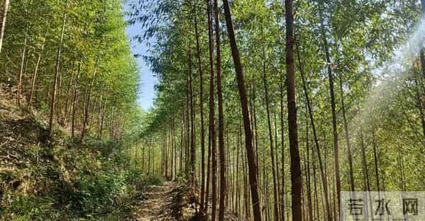 美国日本严禁种植，为何中国还要大量种植？这是什么原因呢？