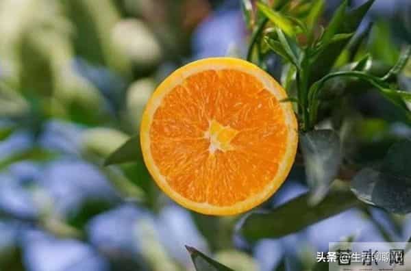 2025年脐橙市场走向何方?各产区最新市场收购行情