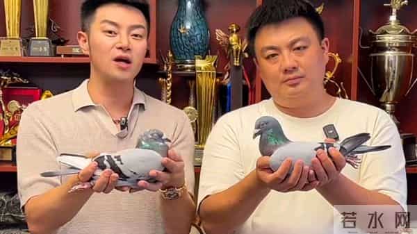 探访华锋鸽舍传奇配对~作育 双子代问鼎开尔冠军
