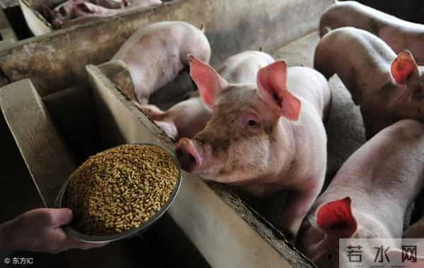 12月13日猪价：寒潮来袭，政策托底，猪价能否改变颓势？