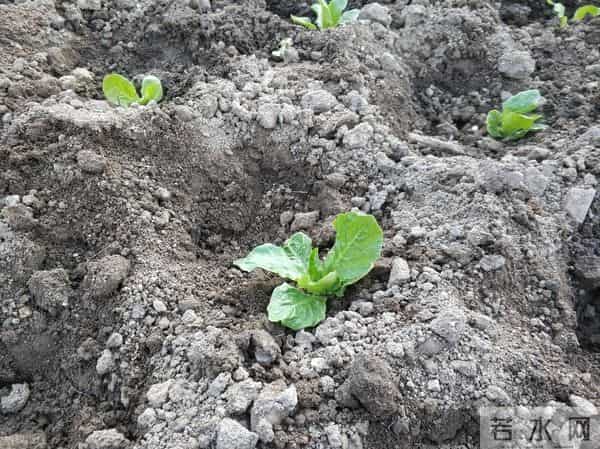 大雪节气还能栽露地莴苣吗？老话说：只要窝能开，莴苣就能栽！