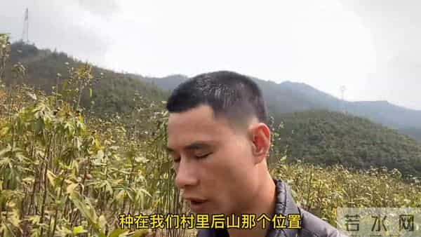 云南夫妻从老挝引进的稀有药材，出一次货赚了360万