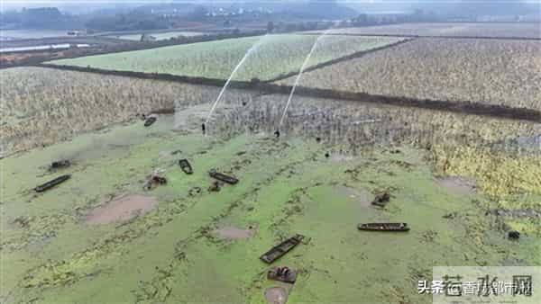 日采2万斤，远销欧美！藕塘莲藕又迎大丰收