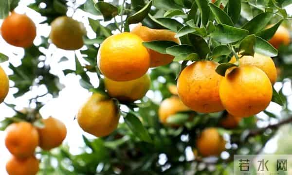 1.8万余亩，成熟上市啦！遵义人千万不要错过