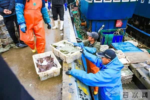 寒潮将至,渔港沸腾!今早,日照这里“鲜”货扎堆!这种鱼按筐买,4元一斤!