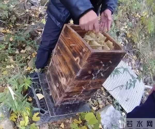 两派蜜蜂打起来了，伤亡惨重！民警直接上门……