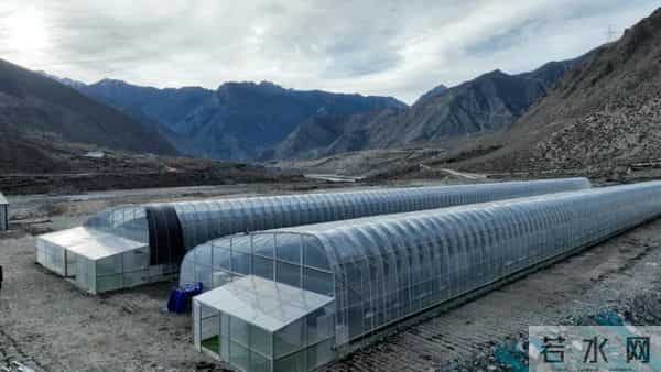 西藏林芝产的白对虾，凌晨直达拉萨！