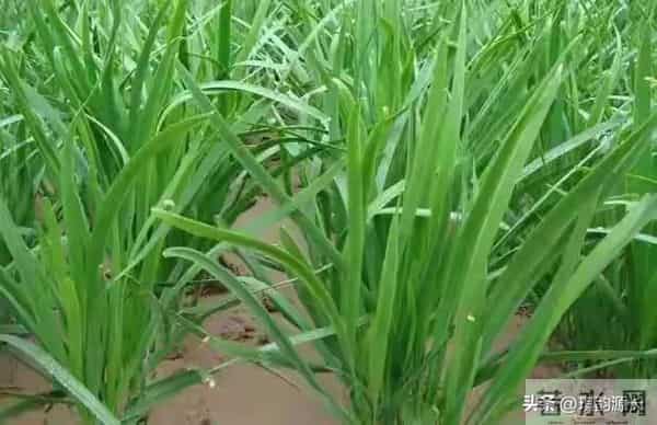 大雪后韭菜别不管！抓住15天养根黄金期，开春产量碾压邻居家！