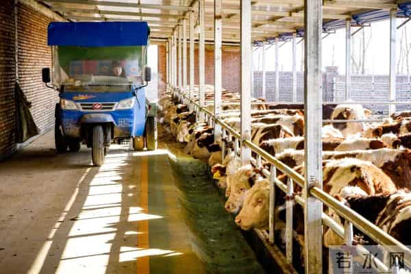 寒冬探访阳高县万头肉牛养殖基地