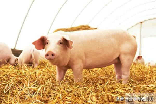 2026年生猪价格预测分析