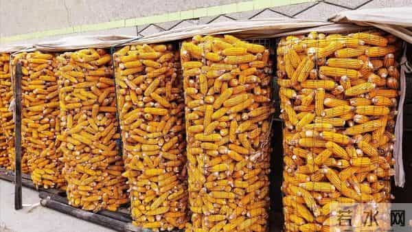 玉米一夜翻涨，后期走势分析