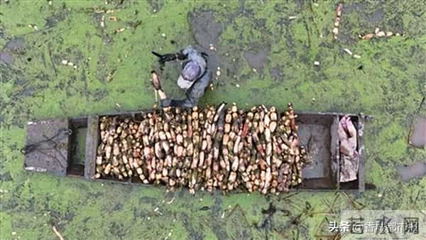 日采2万斤，远销欧美！藕塘莲藕又迎大丰收