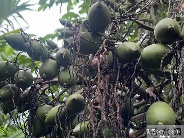 海南今日槟榔收购行情信息参考（2025年12月10日）