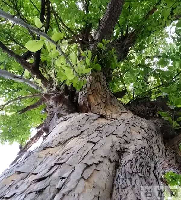 农村被嫌弃的"杂木"，其实是"黄金木"，比黄花梨还珍贵