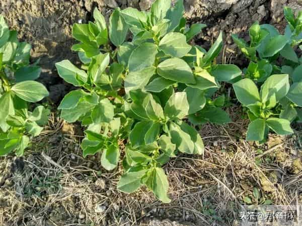 蚕豆越冬前管理：掌握这些关键技巧，开春豆荚挂满枝！