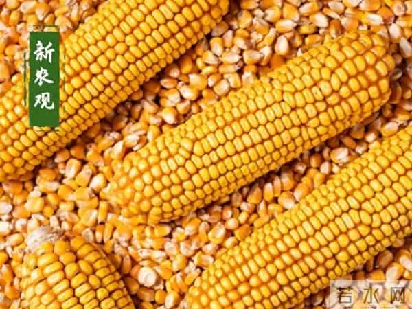 又来大事了!进口玉米将在东北拍卖,什么信号?