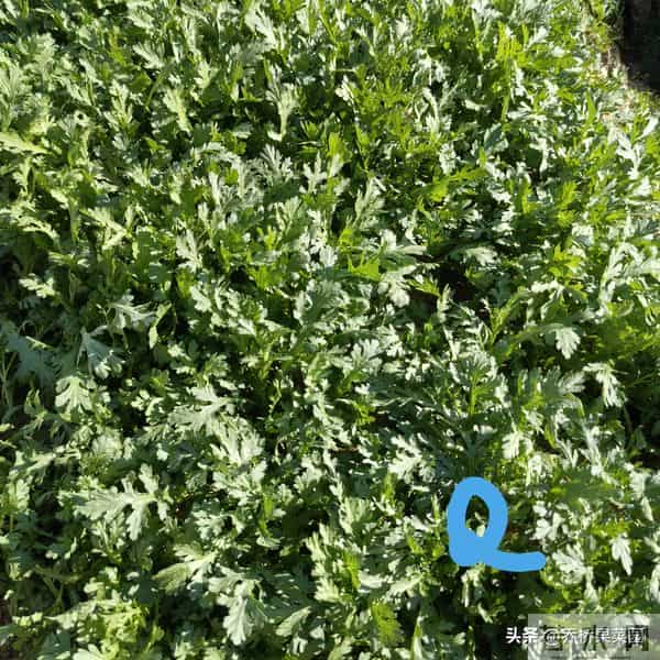 对这三类越冬菜过度保护，菜们不乐意！