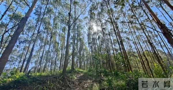 美国日本严禁种植，为何中国还要大量种植？这是什么原因呢？