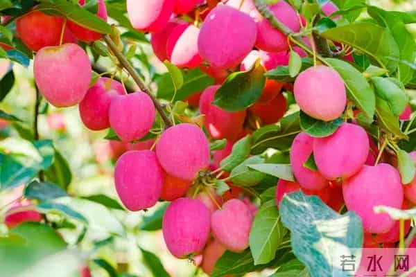 这些优质高产苹果品种，果农看过来