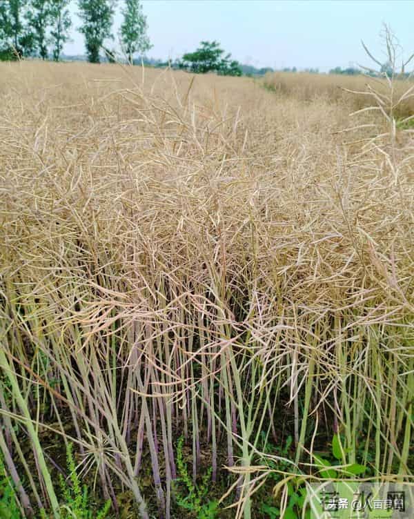 冬前“管”好苗，春来“油”望高——油菜这样过冬，苗壮根强！