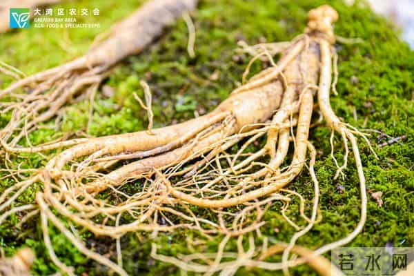 2025大湾区农产品交易会暨土特产精品博览会在广州开幕