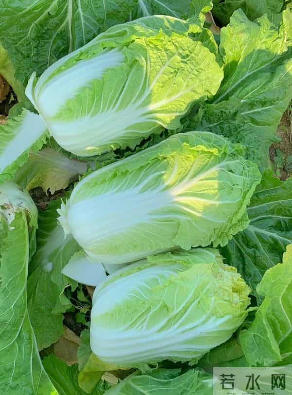 冬天这5种菜千万别买！农残超标伤肝肾，很多人天天吃