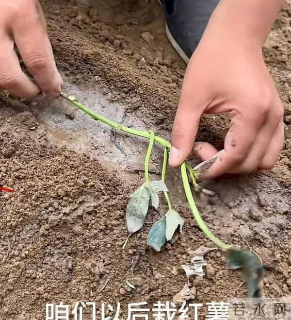 山东一小伙编织袋种红薯绝了!8个袋子收300斤,网友:这操作必须偷师!