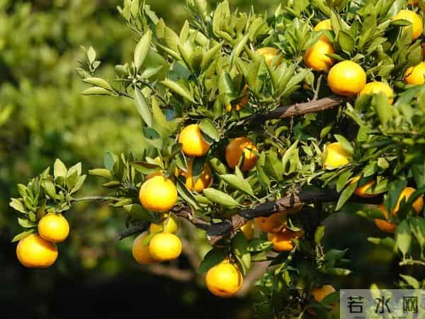 小果树快速长大成型的实用技巧