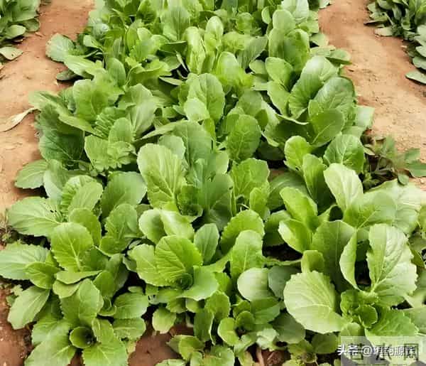 马上冬至了,还能种菜吗?7种耐寒品种清单,抗寒易活有鲜菜