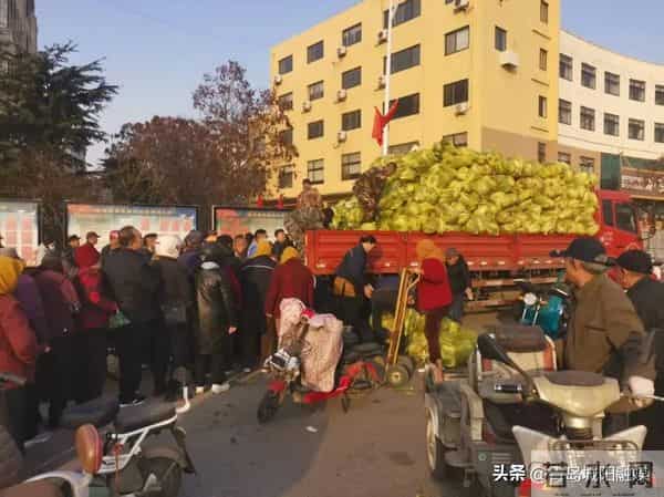 棘洪滩街道南万社区大白菜丰收，惠及千余居民