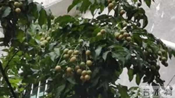 光照不足的庭院，也能收获满枝果实！五种耐阴果树推荐