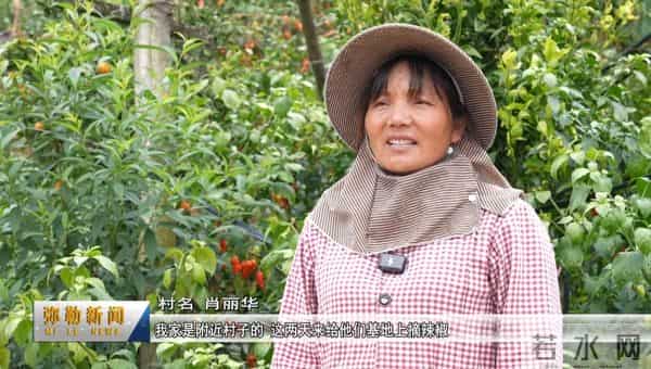 试种成功！弥勒的她年增收30万