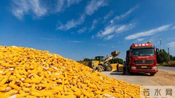 2025年12月9日国内玉米价格行情简报