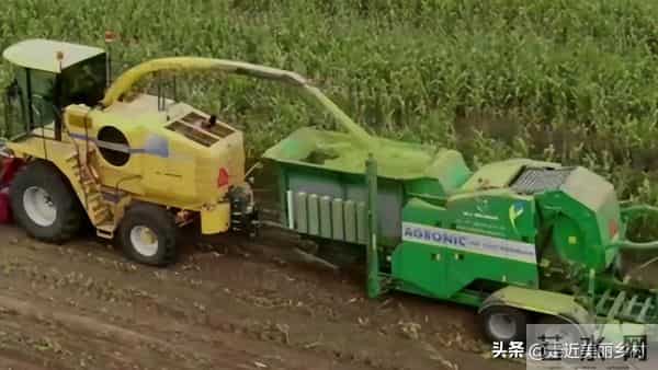 农村6种"零成本"饲料晒干粉碎喂羊，成本降一半！养殖户必看