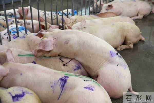 4000万头存栏线失守！生猪价格跌破成本线，2026年下半年将迎转机？