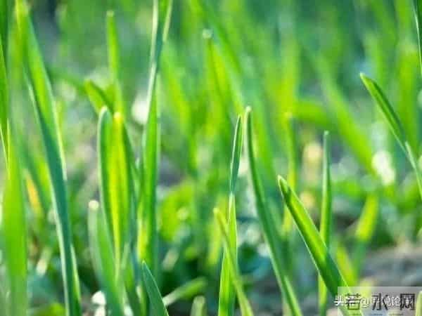 速看！大蒜冬天盖树叶，到底行不行？