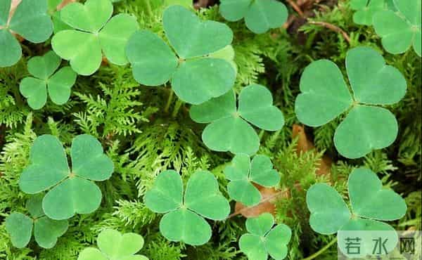 农村老干部补贴，可别落下副职和委员