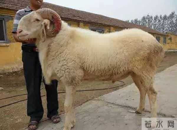 不少养羊户认知当中，种羊肯定是越大越好！