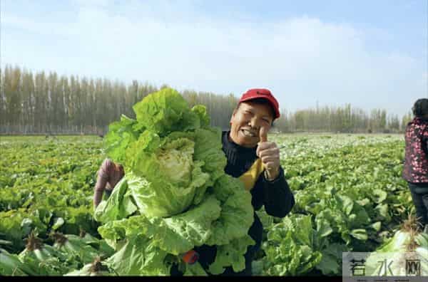 河南浚县超八千亩白菜进入采收期，迎来大丰收，产量可观！