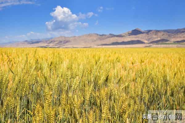 小麦底肥用复合肥还是二铵？看完这篇，今年施肥不花冤枉钱