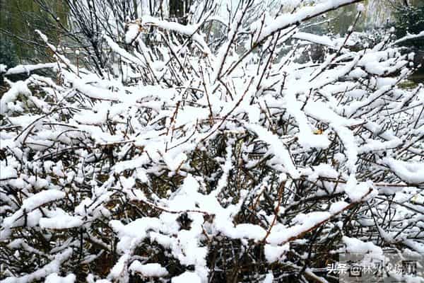 今年三九天不一般,“十年不遇”,今年冬天到底冷不冷?