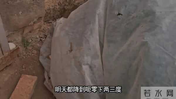 芹菜遇到雨雪天气，要及时给它管理起来，不然很危险