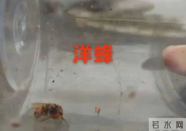 两派蜜蜂打起来了，伤亡惨重！民警直接上门……