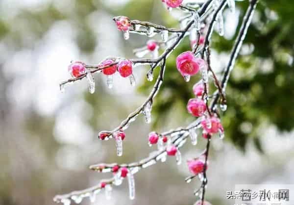 “公九冰上走，母九穿薄衣”，今年数九天是公是母？冬天很冷吗？