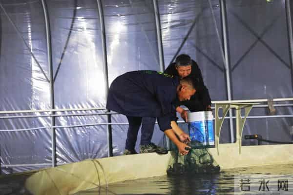 西藏林芝产的白对虾，凌晨直达拉萨！