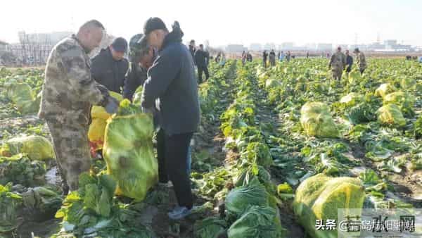 棘洪滩街道南万社区大白菜丰收，惠及千余居民