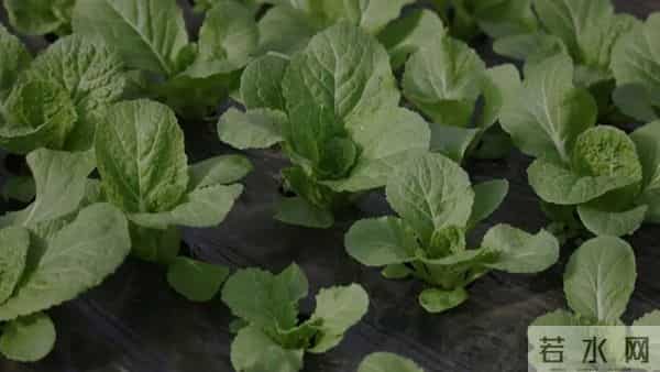 草木灰3类菜却“怕”它！撒错就死苗，老农经验：这几种坚决别用