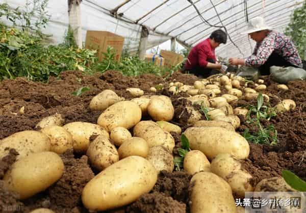 春天啥时候种土豆？啥时候开始催芽？怎么催芽？底肥用什么肥料好