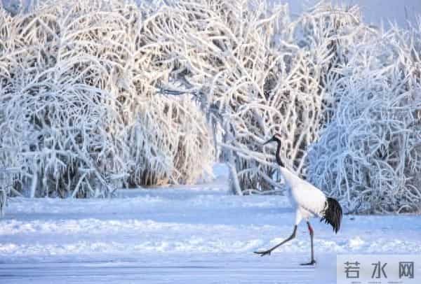 12月21号冬至,老话“冬至在午后,冷到三月三”,今年冬天冷到哭