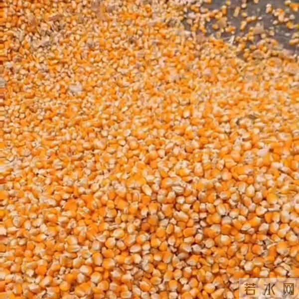 12月12号玉米最新价格出炉！